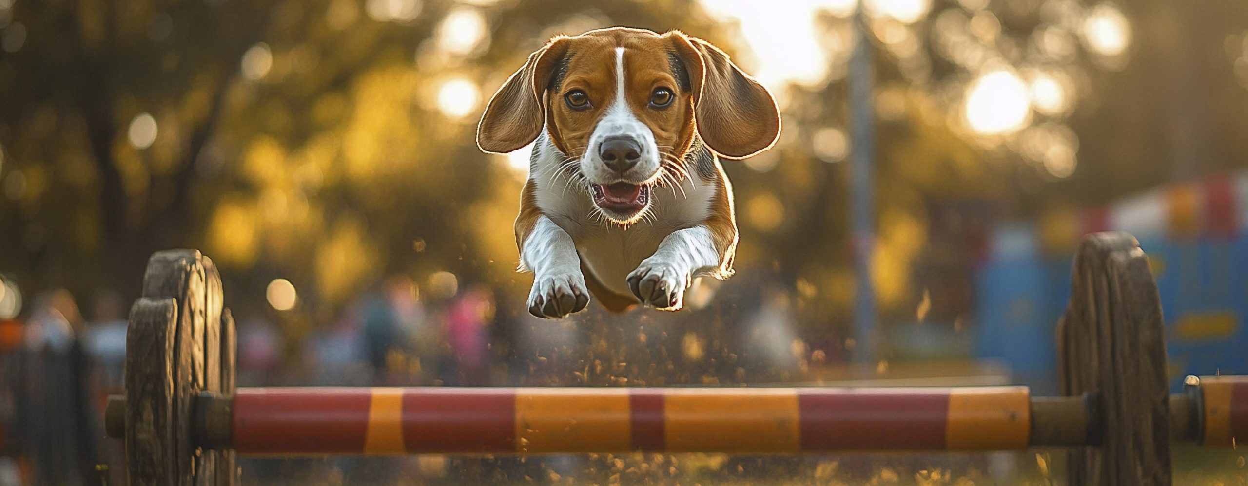 A beagle jumping over a low hurdle. The dog is looking dirctly into the camera and is in mid air.