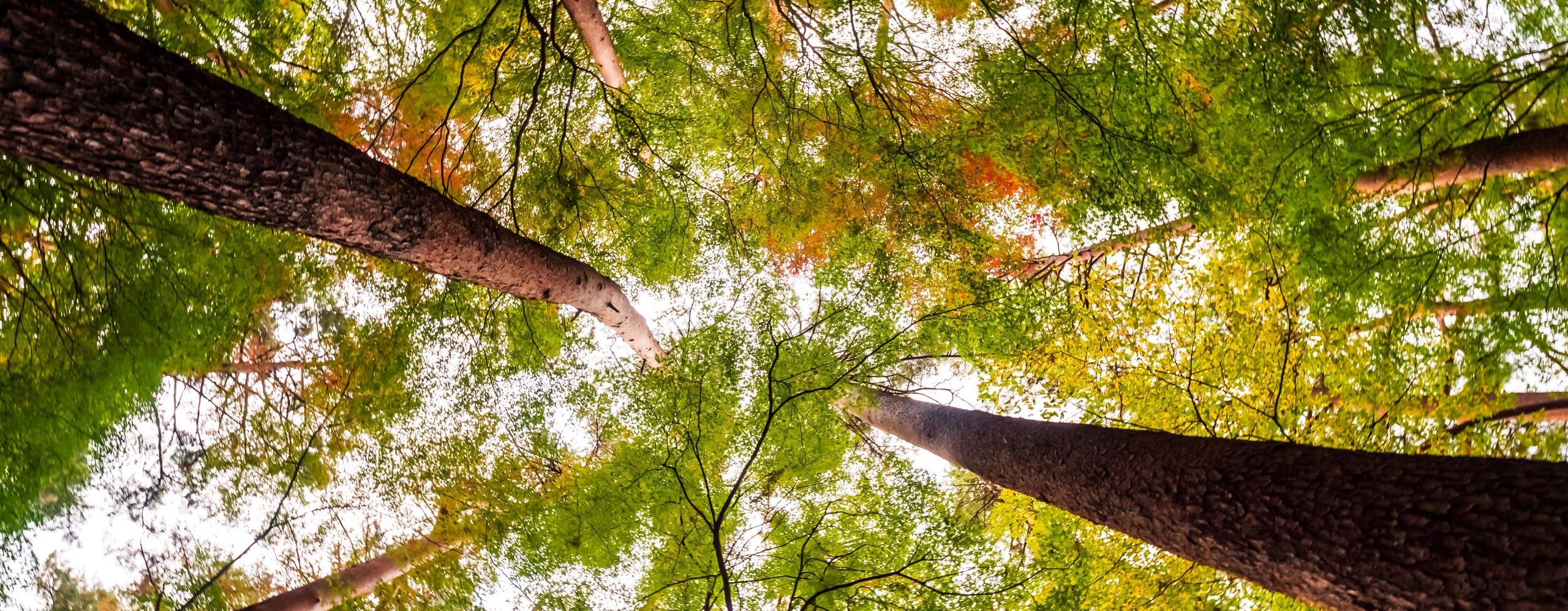 A view of a canopy of tall trees taken from beneath looking up into the tops of the trees.
